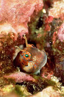 Douglas David Seifert: Barnacle Blenny