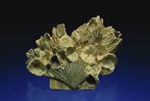 Tertiary: Barnacle Fossils