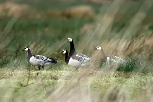 Islay: Barnacle Geese