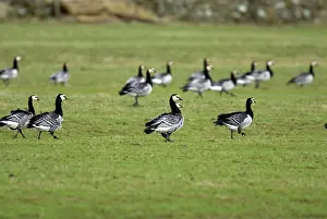 Islay: Barnacle Geese