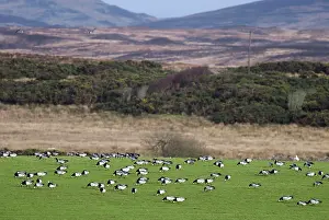 Islay: Barnacle Geese