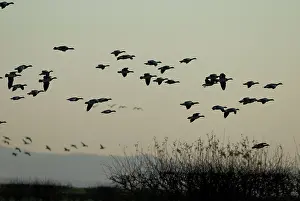 Sophie Gooders: Barnacle Geese