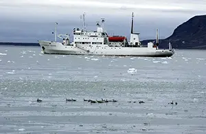 Alongside: Barnacle Geese - Alongside Arctic ship Prof Molcholov