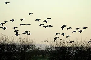 Sophie Gooders: Barnacle Geese - In flight