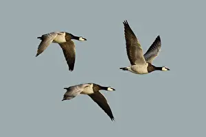 Leucopsis: Barnacle Geese - in flight