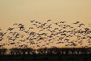 Sophie Gooders: Barnacle Geese - In flight at sunset