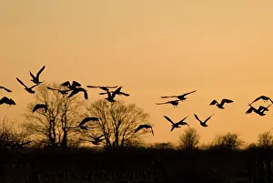 Sophie Gooders: Barnacle Geese - In flight at sunset