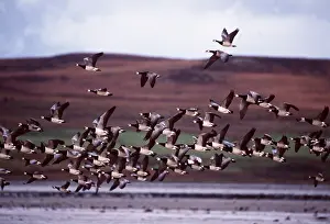 Islay: Barnacle GEESE - flock, in flight