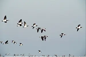 Barnacle: BARNACLE GEESE - FLOCK IN FLIGHT