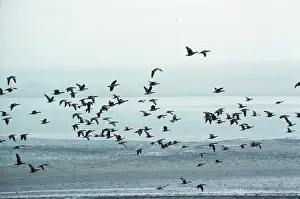 Islay: BARNACLE GEESE - flock in flight