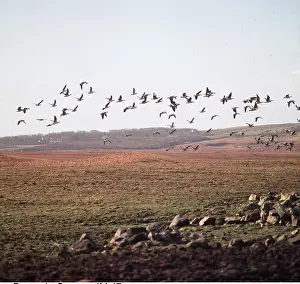 Islay: BARNACLE GEESE - flock in flight