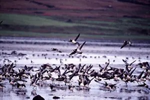 Islay: Barnacle GEESE - flock, on water