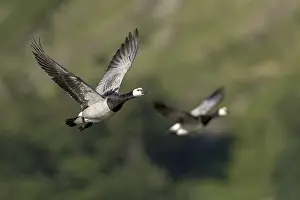 Leucopsis: Barnacle Geese - Two Flying - Cumbria - UK