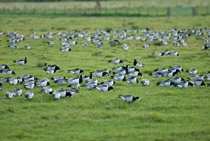 Sophie Gooders: Barnacle Geese - Grazing