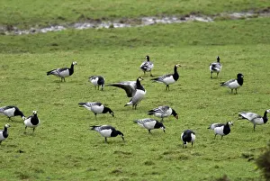 Sophie Gooders: Barnacle Geese - Grazing