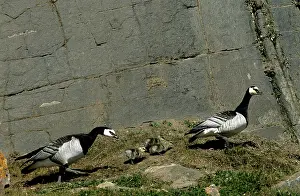Ganders: Barnacle Geese - pair & chicks