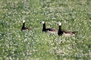 Clovers: Barnacle Geese - resting on field of clover