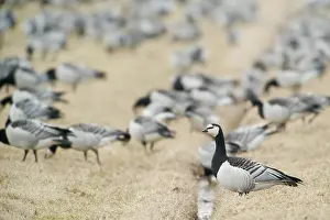 Leucopsis: Barnacle Goose