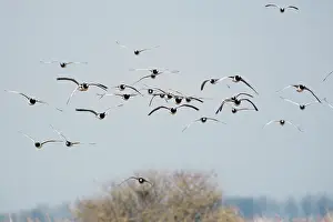 Leucopsis: Barnacle Goose