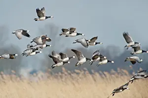 Leucopsis: Barnacle Goose