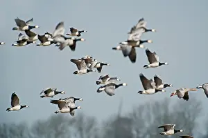 Leucopsis: Barnacle Goose