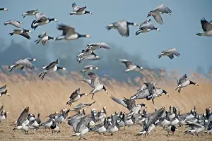 Leucopsis: Barnacle Goose