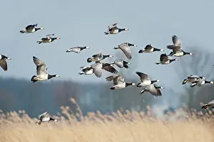 Leucopsis: Barnacle Goose