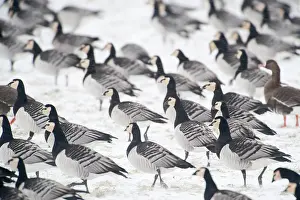 Leucopsis: Barnacle Goose