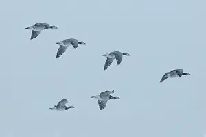 Leucopsis: Barnacle Goose