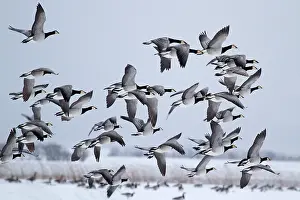 Inlaag: Barnacle Goose