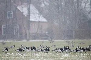 Leucopsis: Barnacle Goose