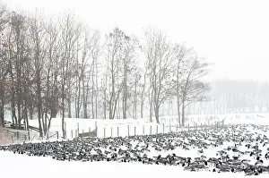 Leucopsis: Barnacle Goose