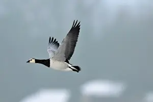 Leucopsis: Barnacle Goose