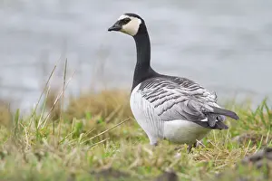 Ditch: Barnacle Goose