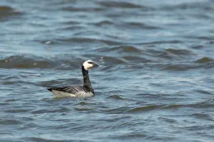 Leucopsis: Barnacle Goose