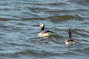 Leucopsis: Barnacle Goose