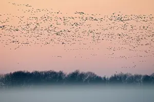 Leucopsis: Barnacle Goose