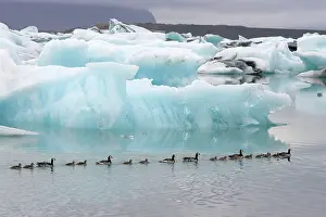 Leucopsis: Barnacle Goose