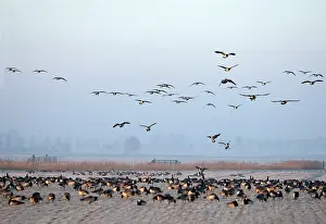 Leucopsis: Barnacle Goose