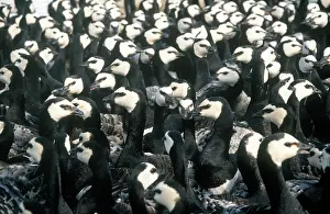 Crowded: Barnacle Goose