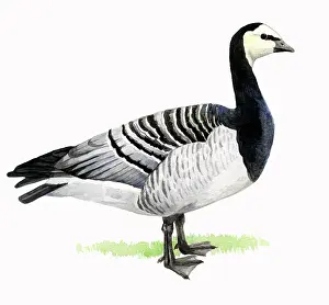 Leucopsis: Barnacle Goose