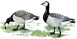 Leucopsis: Barnacle Goose
