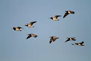 Leucopsis: Barnacle Goose