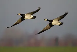 Leucopsis: Barnacle Goose