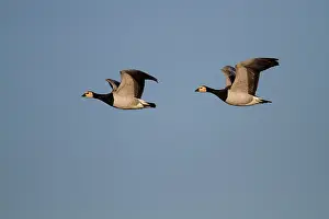 Polder: Barnacle Goose