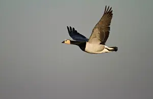 Polder: Barnacle Goose