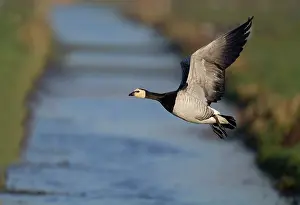 Polder: Barnacle Goose