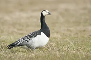 Leucopsis: Barnacle Goose
