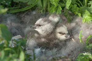 Leucopsis: Barnacle Goose