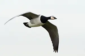 Leucopsis: Barnacle Goose
